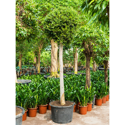 Растение горшечное Фикус/Ficus nitida