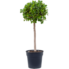 Ficus 'Panda'