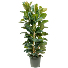 Ficus elastica 'Robusta'