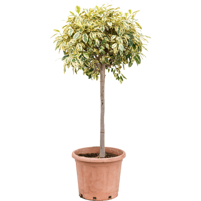Растение горшечное Фикус/Ficus rubiginosa 'Variagata'