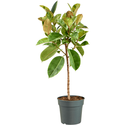Растение горшечное Фикус/Ficus elastica 'Shivereana Moonshine'