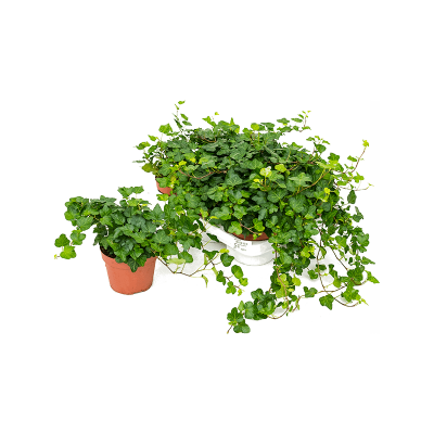 Растение горшечное Хедера/Hedera helix 'Wonder' 6/tray