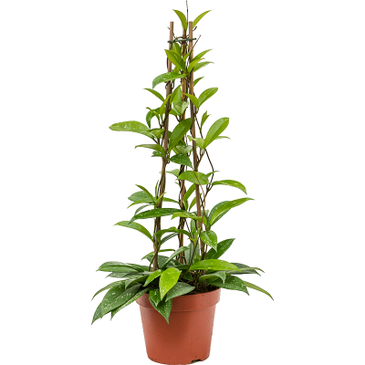 Растение горшечное Хойя/Hoya publicalis