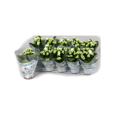 Растение горшечное Каланхое/Kalanchoe blossfeldiana 10/tray