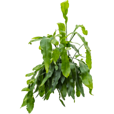 Epiphyllum oxypeltatum