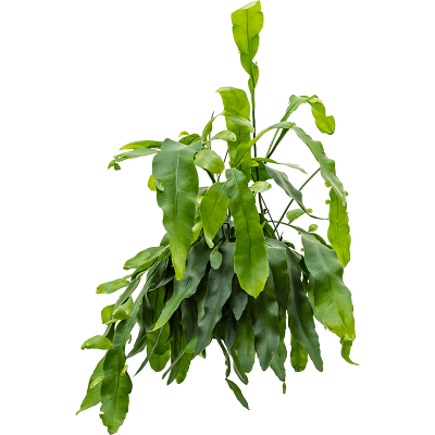 Растение горшечное Эпифиллум/Epiphyllum oxypeltatum