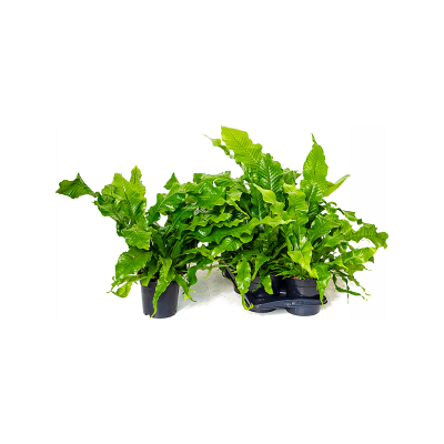 Растение горшечное Микросорум/Microsorum crocodyllus 6/tray