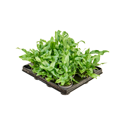 Растение горшечное Микросорум/Microsorum pteropus 12/tray