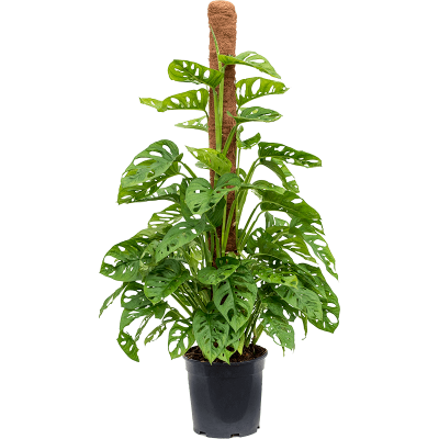 Растение горшечное Монстера/Monstera obliqua
