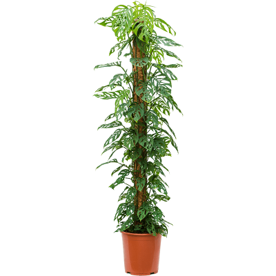 Растение горшечное Монстера/Monstera obliqua