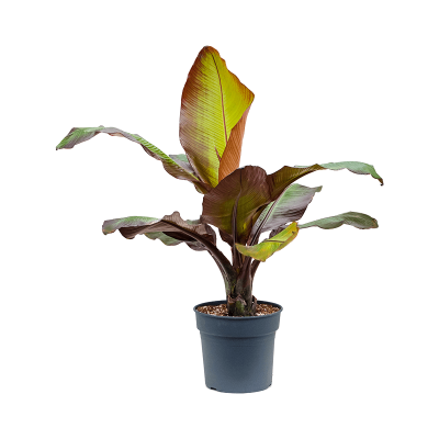Растение горшечное Эфиопский банан/Ensete ventricosum 'Maurelii'