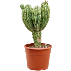 Myrtillocactus geometrizans