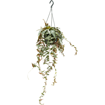Растение горшечное Девичий виноград/Parthenocissus amazonica