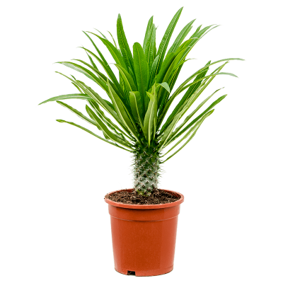 Растение горшечное Пахиподиум/Pachypodium lamerei