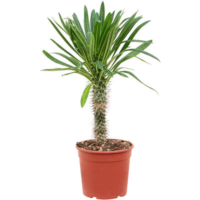 Растение горшечное Пахиподиум/Pachypodium lamerei (50-60)