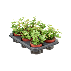 Peperomia angulata 'Rocca Vivace' 6/tray