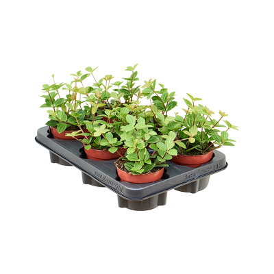 Растение горшечное Пеперомия/Peperomia angulata 'Rocca Vivace' 6/tray