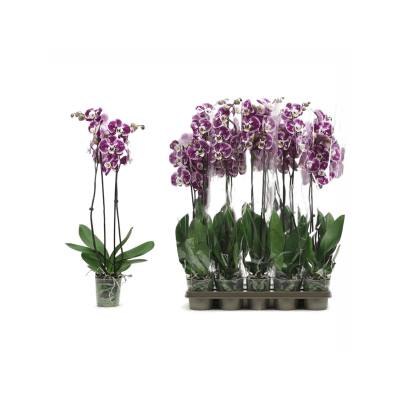 Растение горшечное Фаленопсис/Phalaenopsis 'Veronika' 10/tray
