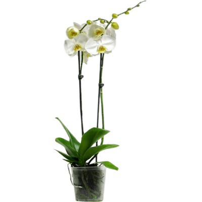 Растение горшечное Фаленопсис/Phalaenopsis 'Misty Mountain' 10/tray