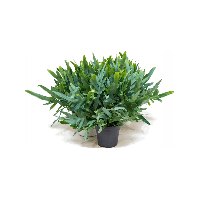 Растение горшечное Флебодиум/Phlebodium aureum 'Blue Star' 6/tray
