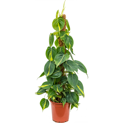 Растение горшечное Филодендрон/Philodendron scandens 'Brasil'