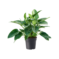 Philodendron Green Congo