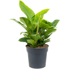 Philodendron `Imperial Green'