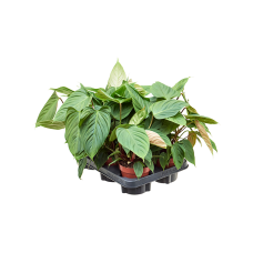 Philodendron nangaritense 6/tray