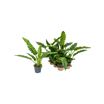 Растение горшечное Филодендрон/Philodendron 'Narrow' 6/tray