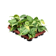 Philodendron scandens 'Brasil' 12/tray