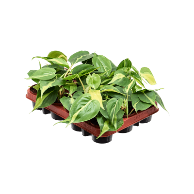 Растение горшечное Филодендрон/Philodendron scandens 'Brasil' 12/tray