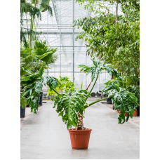 Philodendron selloum