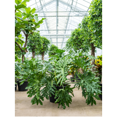 Philodendron selloum