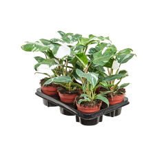 Philodendron 'White Princess' 6/tray