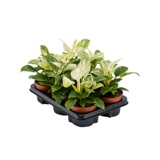 Philodendron 'White Wave' 6/tray