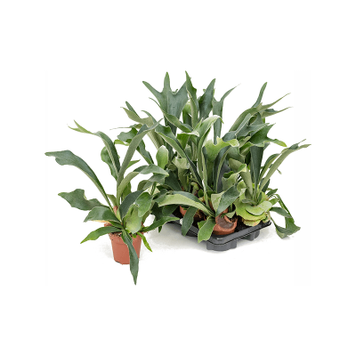 Растение горшечное Платицериум/Platycerium bifurcatum 6/tray