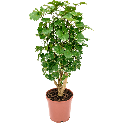 Растение горшечное Аралия/Aralia (Polyscias) 'Balfouriana'