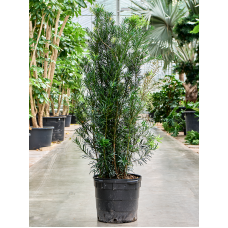 Podocarpus macrophyllus 'Maki'