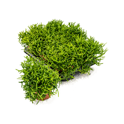 Растение горшечное Рипсалис/Rhipsalis heteroclada 6/tray