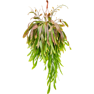 Растение горшечное Рипсалис/Rhipsalis ramulosa 'Red Coral'