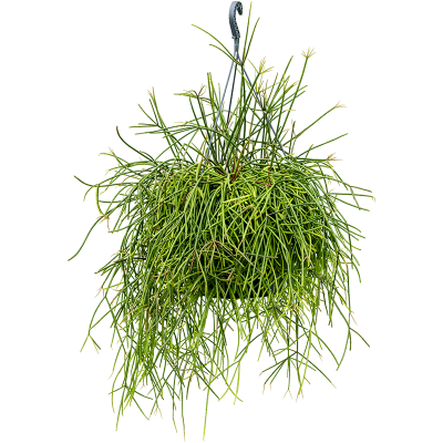 Растение горшечное Рипсалис/Rhipsalis mauretiana