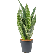 Sansevieria aubrytiana