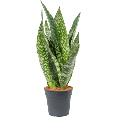 Растение горшечное Сансевиерия/Sansevieria aubrytiana