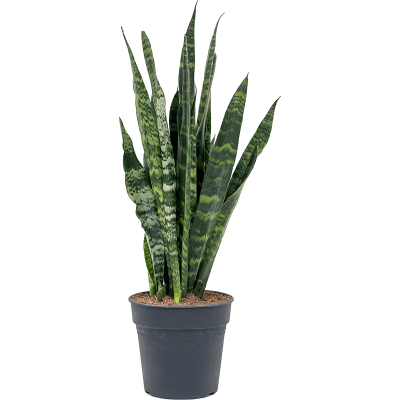 Растение горшечное Сансевиерия/Sansevieria coral black