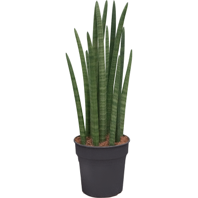 Растение горшечное Сансевиерия/Sansevieria tower