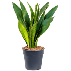 Sansevieria trifasciata 'Jade'