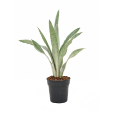 Sansevieria trifasciata 'Metallica'