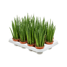 Sansevieria cylindrica 'Mikado' 16/tray