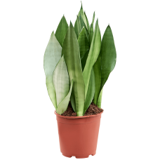 Sansevieria trifasciata 'Moonshine'