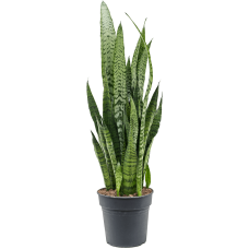 Sansevieria zeylanica